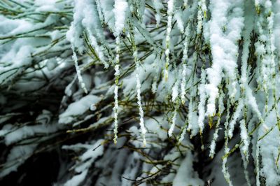 Close-up of frozen tree branches during winter