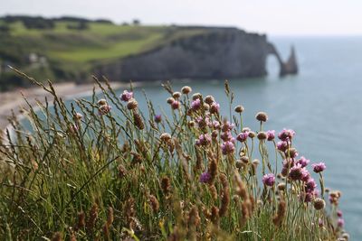 Close-up of plants against calm sea