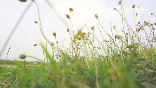 Close-up of flowering plants on field against sky