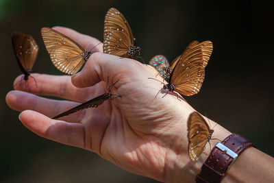 Close-up of butterfly perching on hand