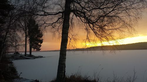 Bare trees against sky at sunset