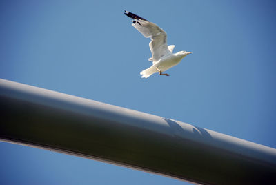 Low angle view of seagull flying
