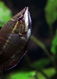 Close-up of fish swimming