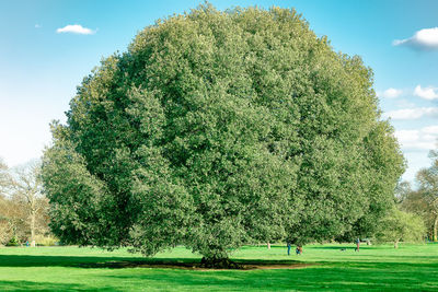 Trees in park against sky