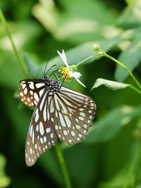 Close-up of butterfly on plant