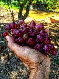 Close-up of hand holding strawberries