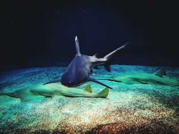 Fish swimming in sea