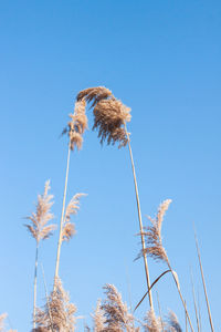 Low angle view of wilted flower against clear blue sky