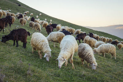 Flock of sheep and goat grazing on mountain at sunset