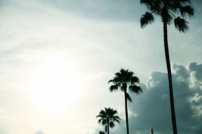 Low angle view of palm trees against sky