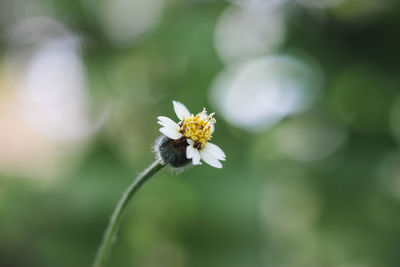 Close-up of white daisy flower