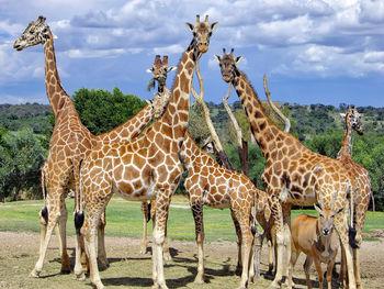 Zebras on a field