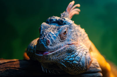 Close-up of lizard