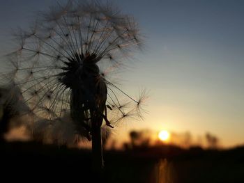 Close-up of dandelion against sky at sunset