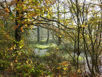 Trees in forest during autumn