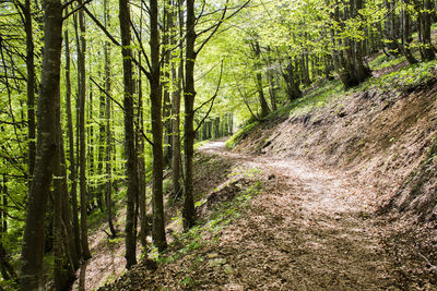 Trees growing in forest