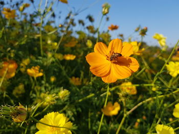 Close-up of yellow cosmos flower