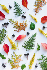 Close-up of leaves on table