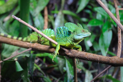 Close-up of lizard on tree branch