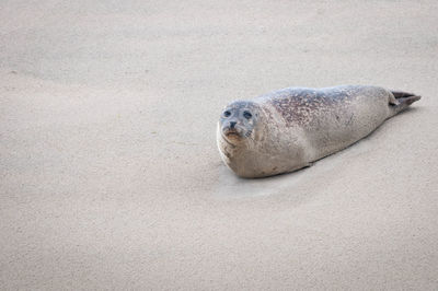 Portrait of seal on sand at beach