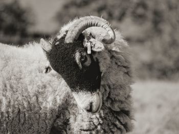 Sheep with horns and a beautiful face. herdwick sheep.