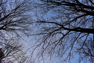 Low angle view of bare tree against sky