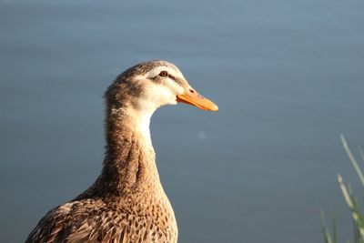 Close-up of duck swimming in water