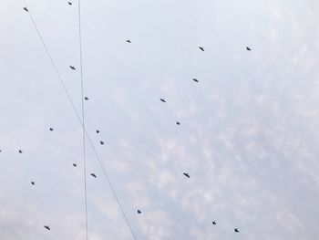 Low angle view of birds flying against sky