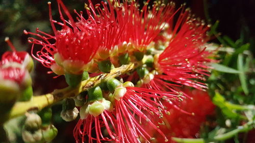 Close-up of pink flower