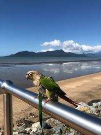 Bird perching on railing against sky and ocean