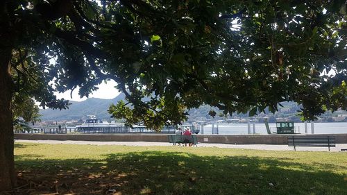 Park on field against trees