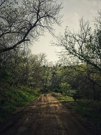 Road passing through forest