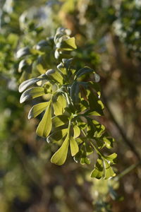 Close-up of fresh green leaves