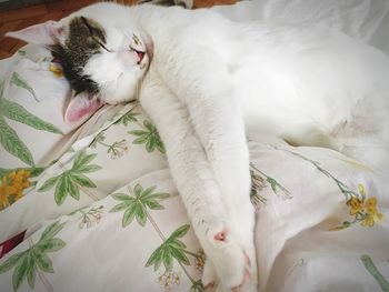 White cat sleeping on bed