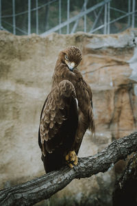 Close-up of eagle perching on branch at zoo