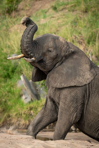 Side view of elephant in zoo