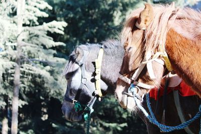 Close-up of horse on tree