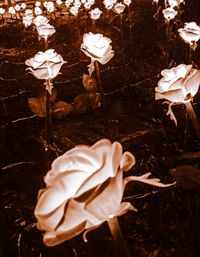 Close-up of white rose flower on field