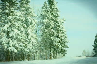 Trees on snow covered landscape