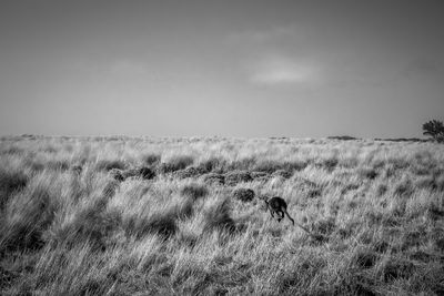 View of sheep on field