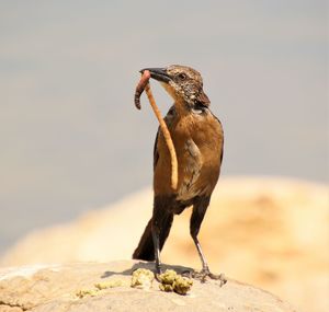 Close-up of bird perching on rock