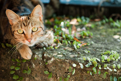 Portrait of a cat