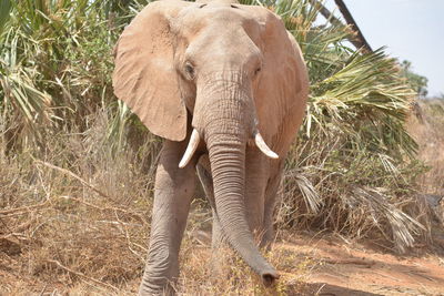 Close-up of elephant