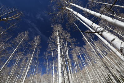 Low angle view of bamboo trees in forest during winter