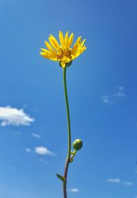 Close-up of yellow flower against sky