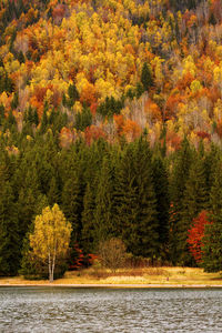 Scenic view of lake in forest during autumn