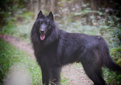 Black dog on field