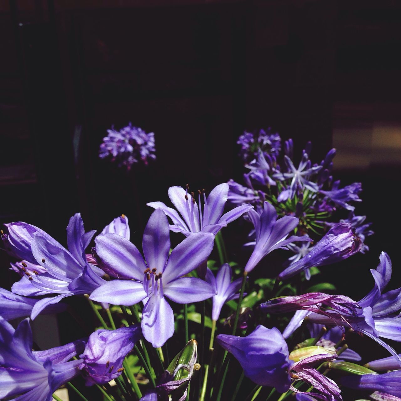 flower, purple, freshness, petal, fragility, growth, plant, beauty in nature, flower head, blooming, nature, close-up, blue, in bloom, no people, focus on foreground, leaf, outdoors, stem, day