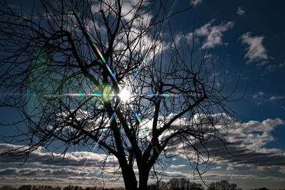 Low angle view of bare tree against rainbow in sky