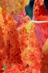 Close-up of autumn leaf